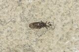 Fossil March Fly (Plecia) - Green River Formation #67642-2